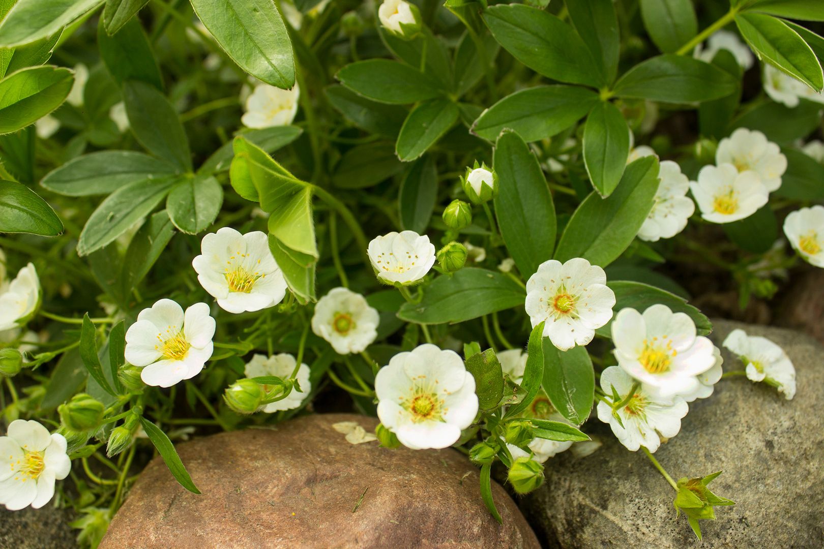 Eine Gruppe weißer Blumen, die auf Felsen wächst, umgeben von natürlicher Schönheit und rauem Terrain.